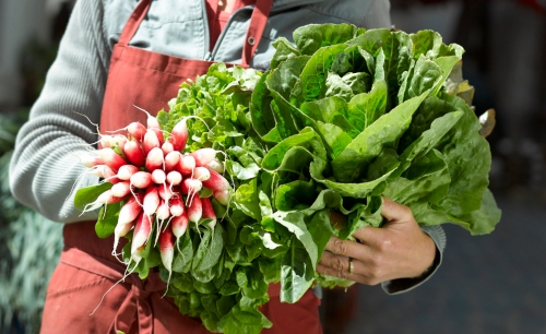 slide organic vegetables | bed and breakfast argentier du roy | loire valley | france